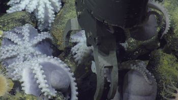 Media type: image;   Invertebrate Zoology 153105 Description: live specimen;